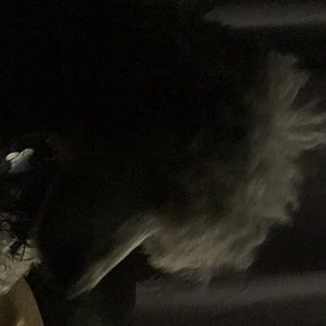 Meet your Posher, Gisele